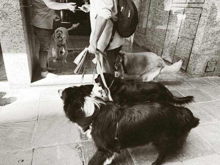 A group of dogs and their owner interact in a Buenos Aires street.