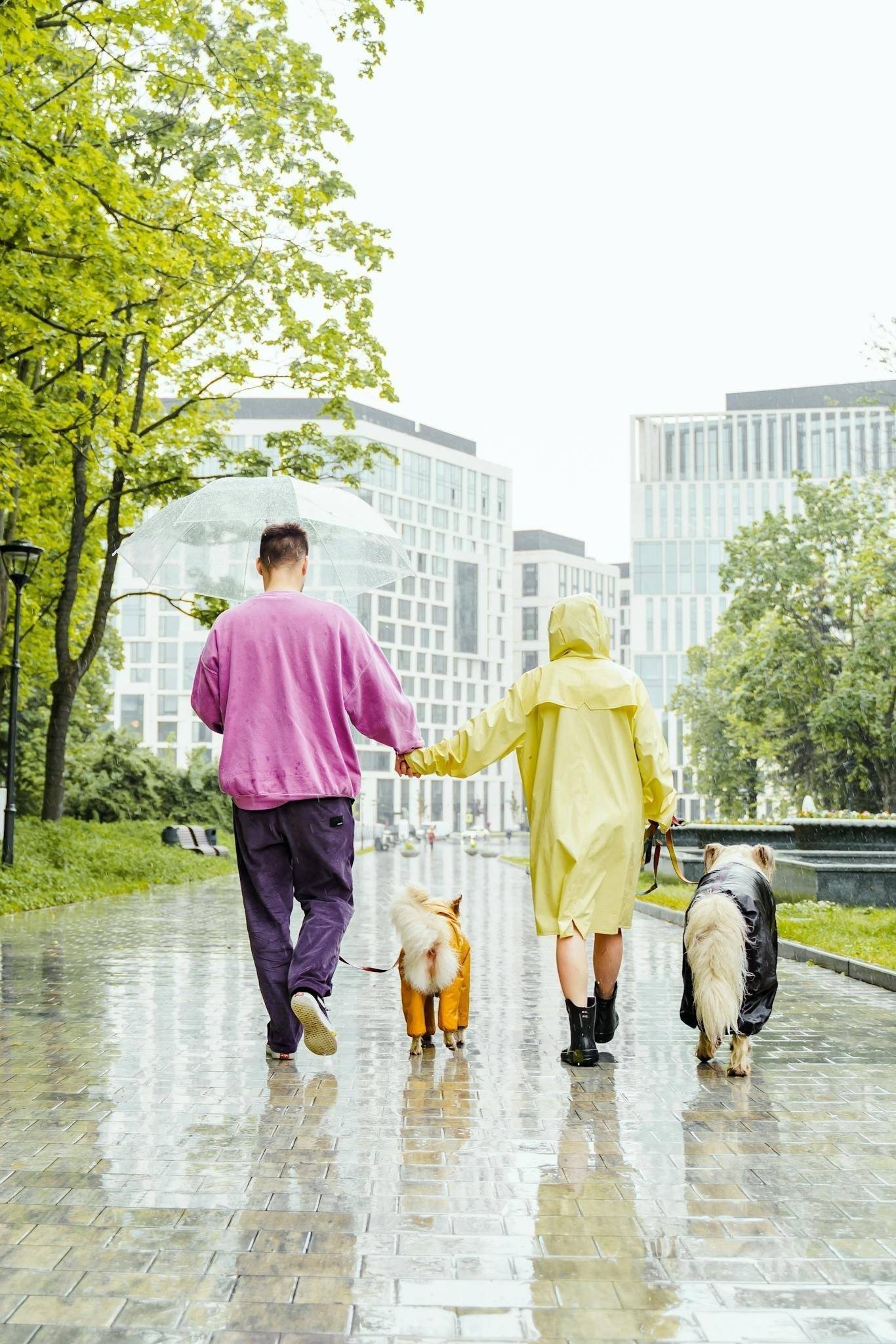 Couple walking dogs in the rain, wearing colorful raincoats and holding an umbrella in the city.