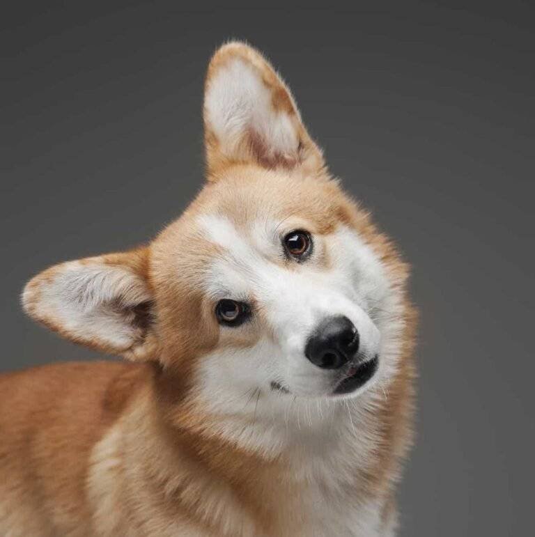 vestibular disease in dogs