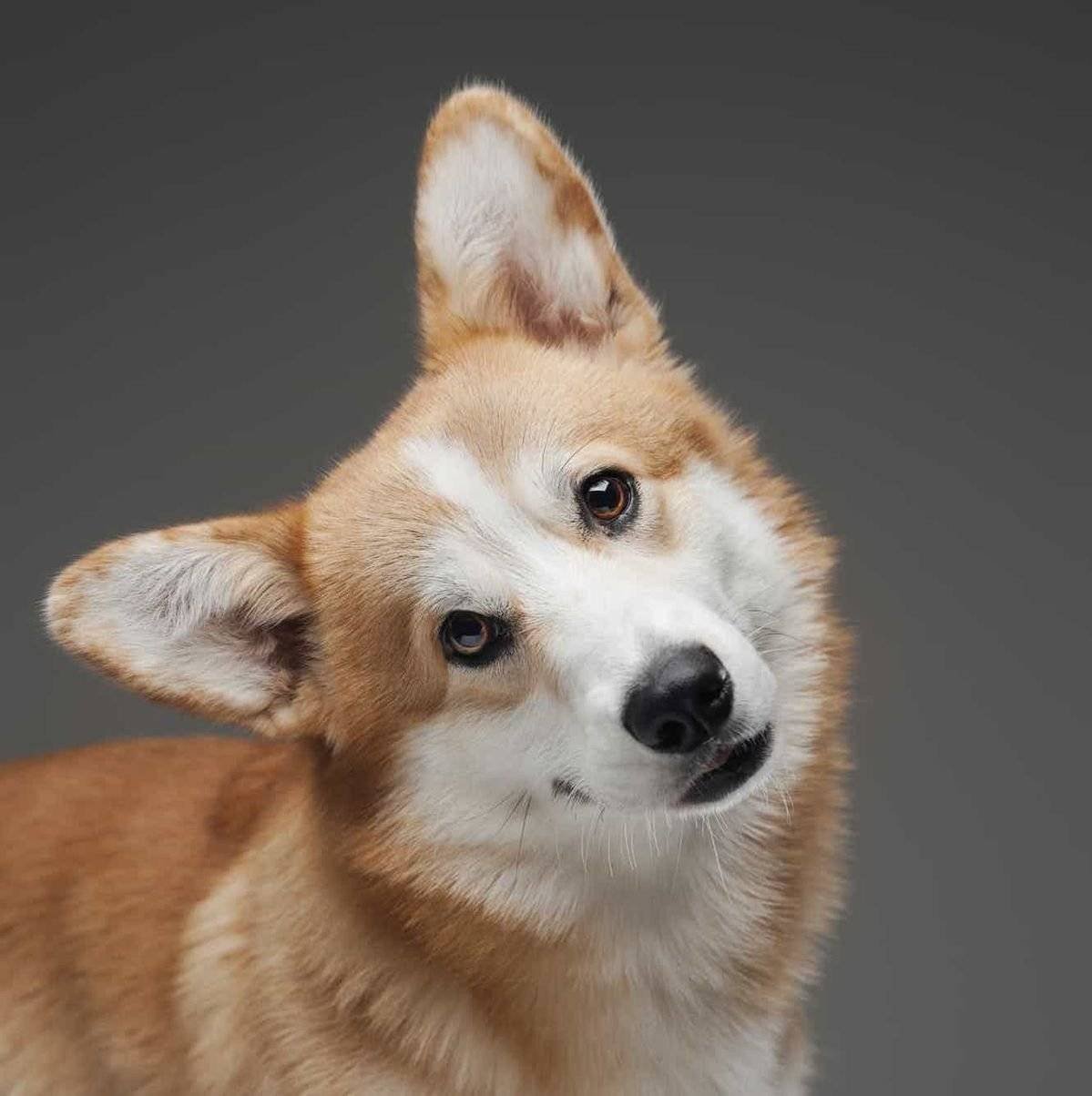 vestibular disease in dogs