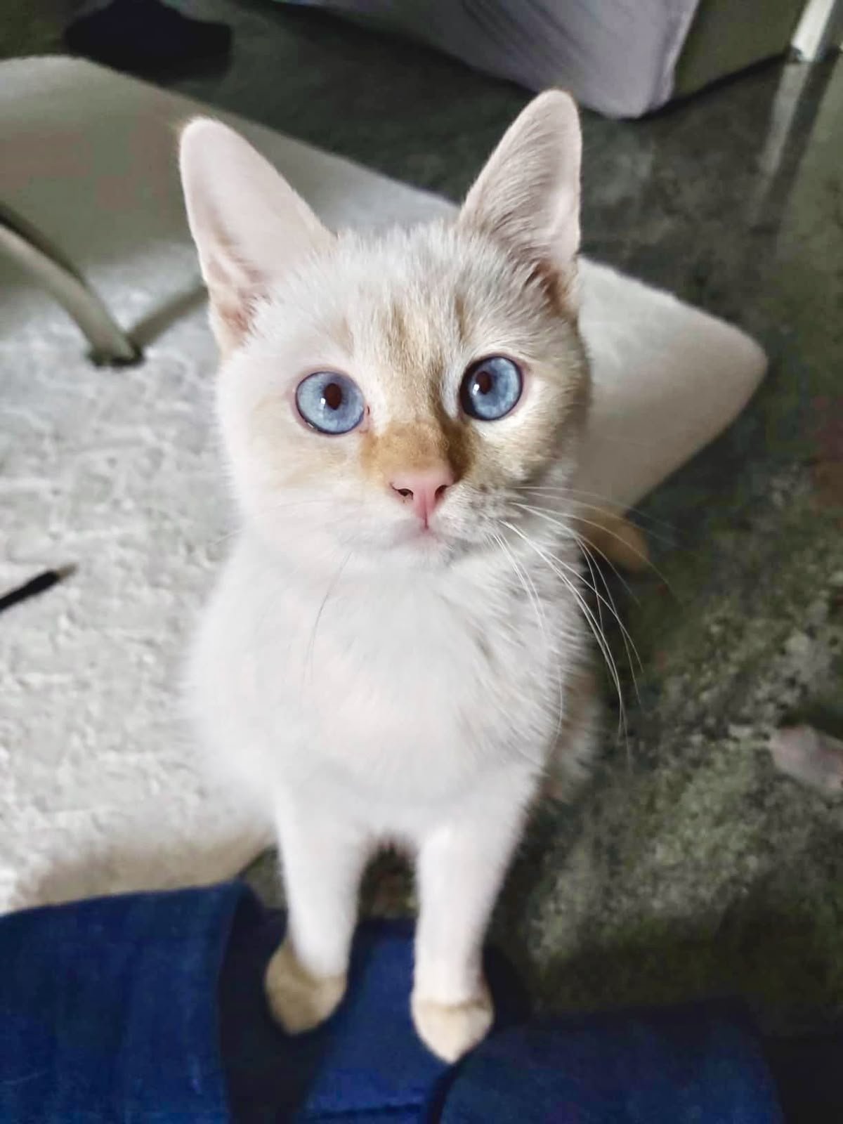 SIAMESE WHITE CAT