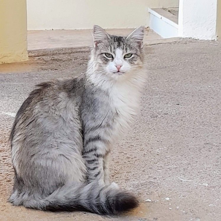 grayish white cat