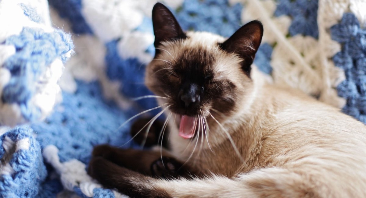 Siamese cats meow so much
