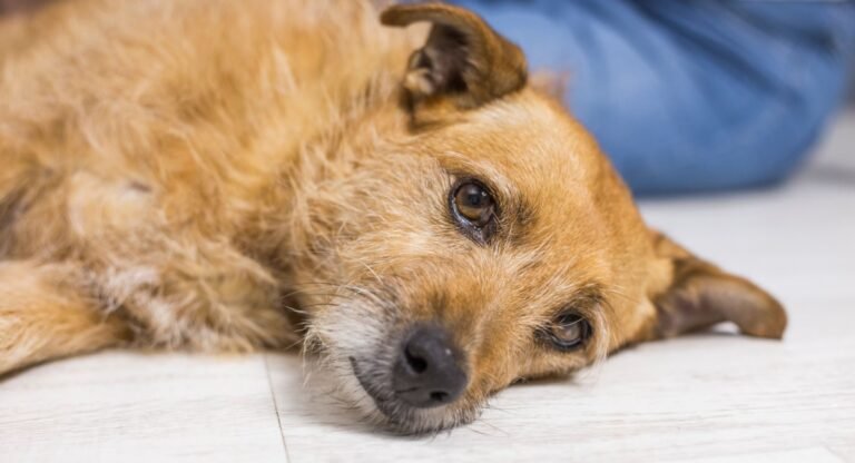 Vestibular disease in dogs