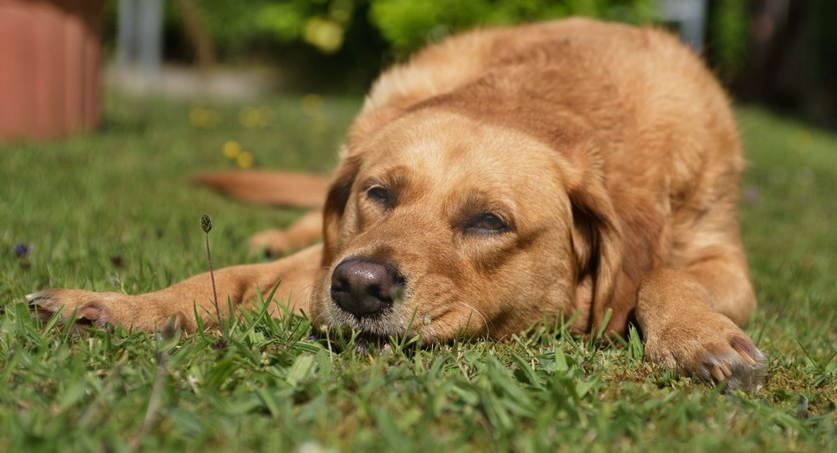 Vestibular disease in dogs