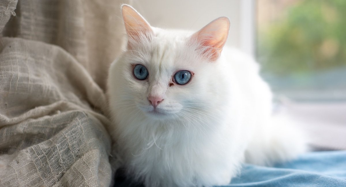 White-cat-with-blue-eyes-deaf