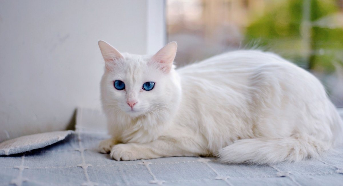 white-cats-with-blue-eyes+deaf