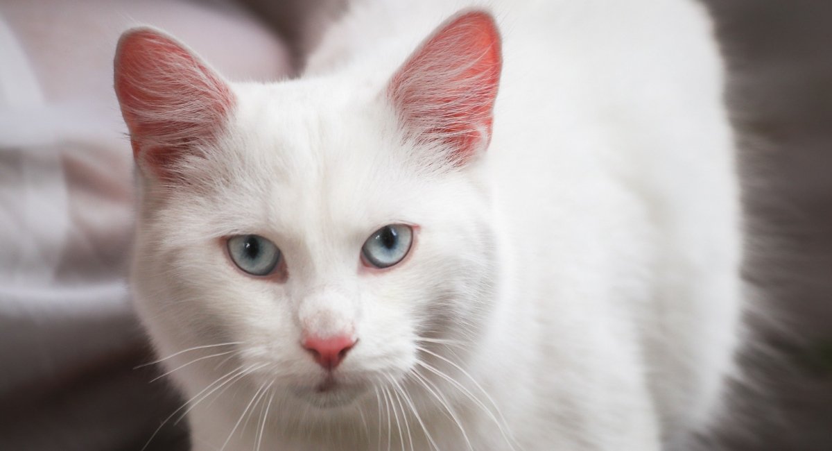 White-cat-with-inner-ear