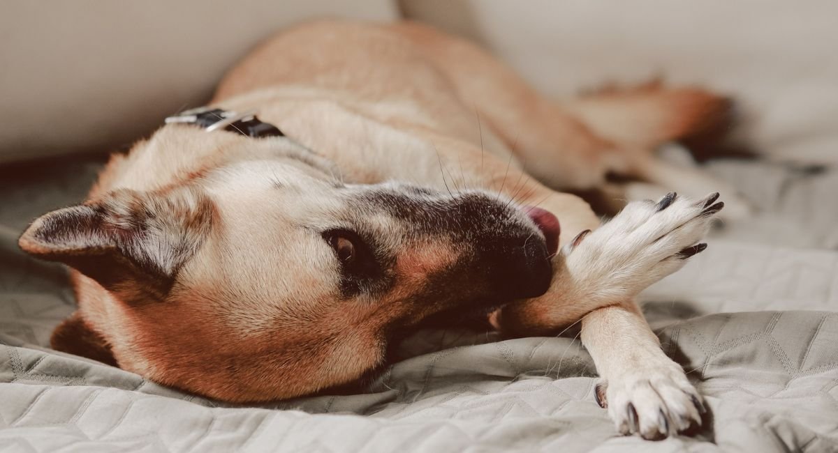 Dogs lick their paws