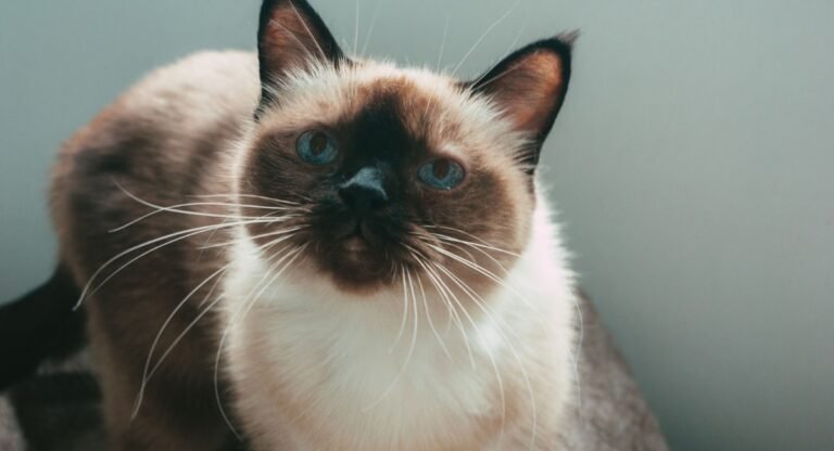 Siamese cats meow so much
