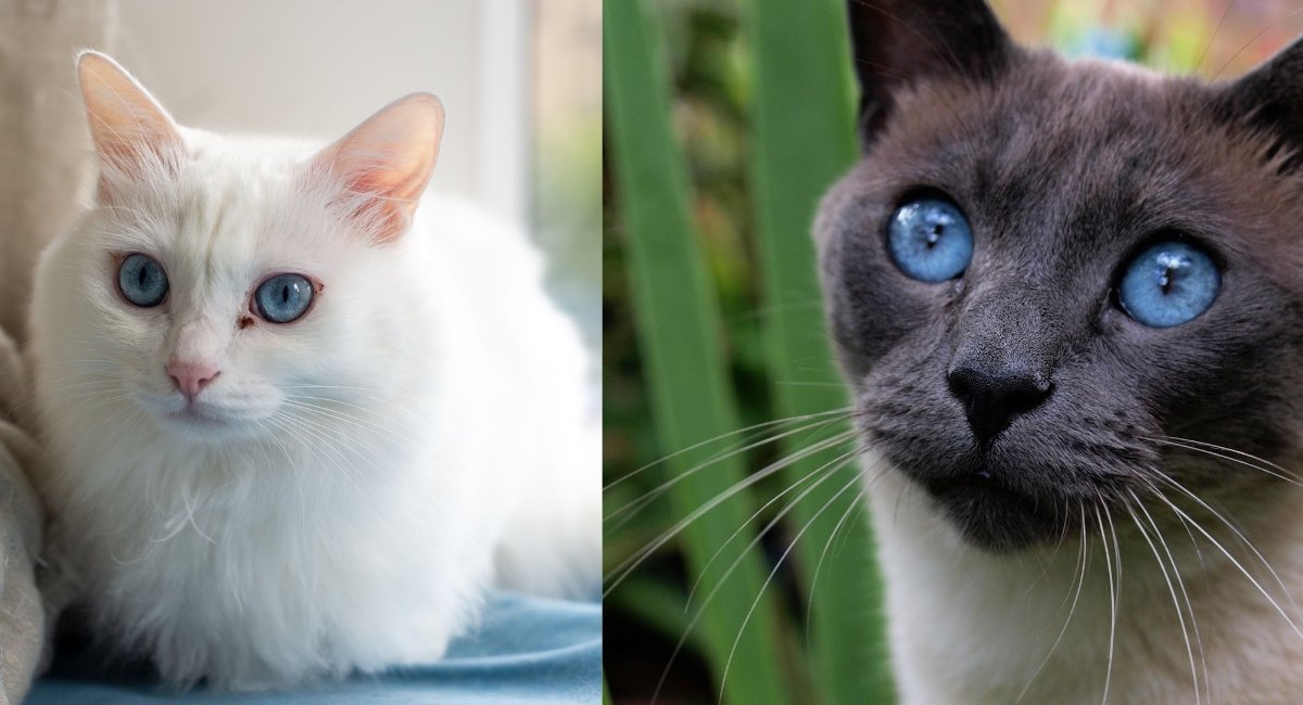Blue-eyes-Siamese-vs-white-cats