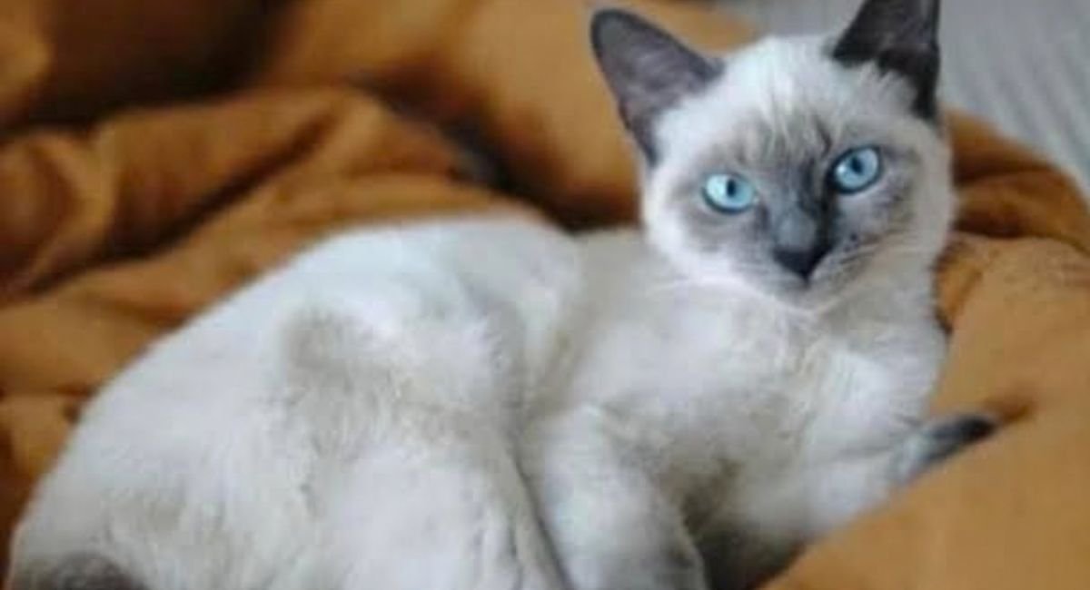Blue point Siamese cat