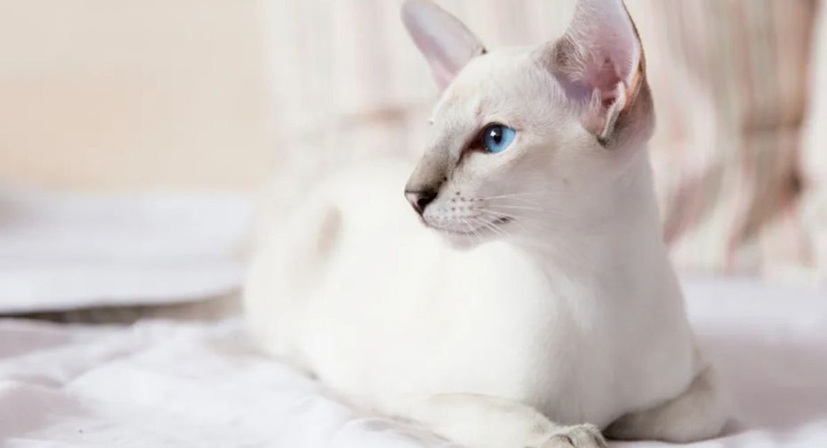 Lilac point Siamese cat
