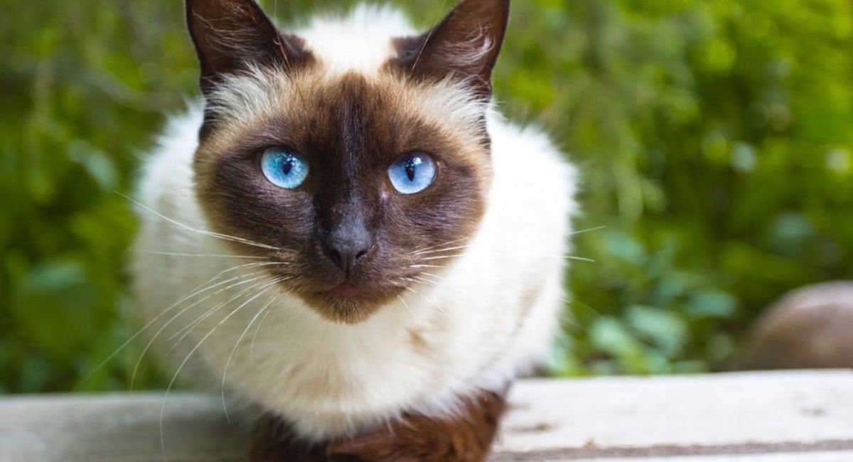 Seal point Siamese cat