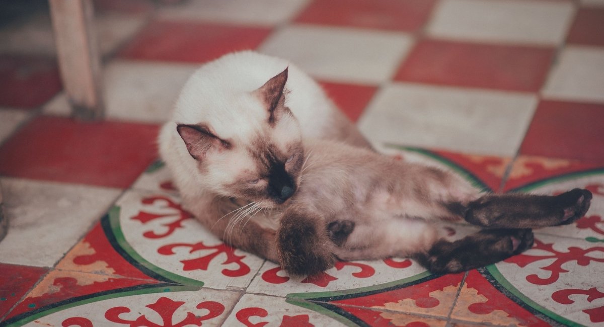 Siamese Cats Shedding