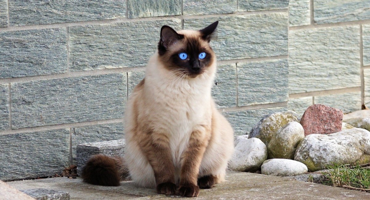 Siamese Cats Shed