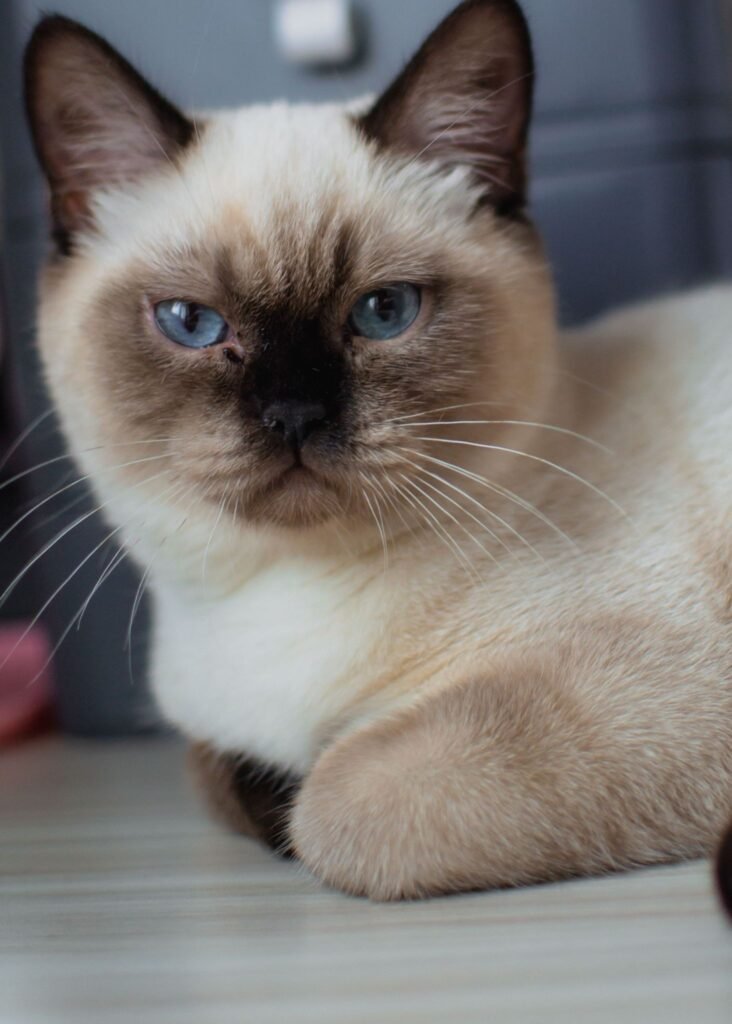 Siamese-cat-shedding