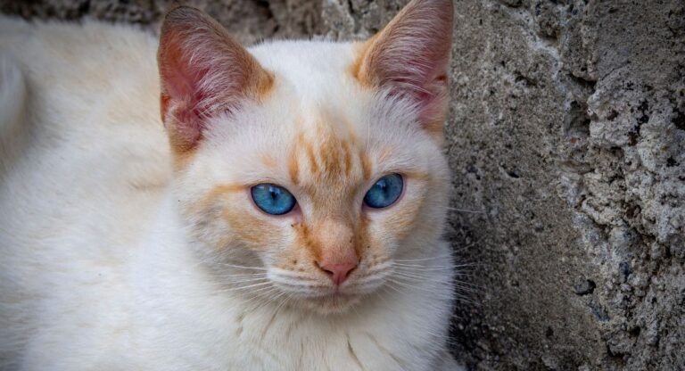 White Siamese Cat With Blue Eyes